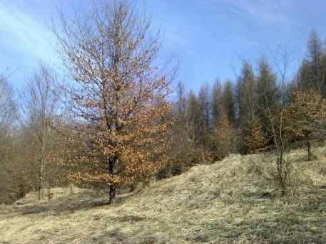 Zdjęcie z galerii